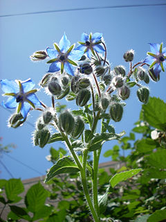 Borage flower