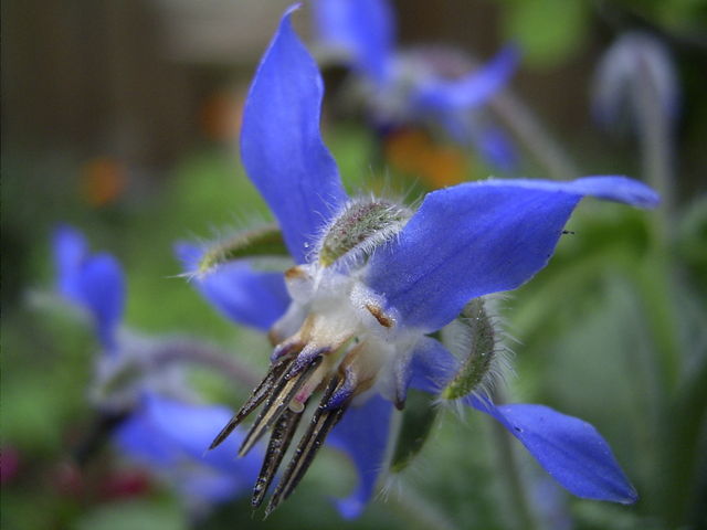 Image:Borage-flower-hr.jpg