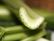 Cross-section of a Pascal celery stalk.