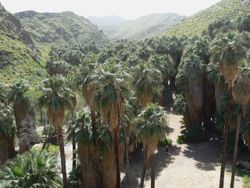 This grove of the native species Washingtonia filifera in Palm Canyon, California is growing alongside a stream running through the desert.