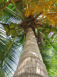 A coconut palm tree in Cura�ao.