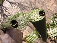 A cross-section of a palm branch