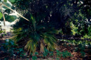 Pritchardia affinis, a critically endangered species endemic to the Hawaiian Islands.