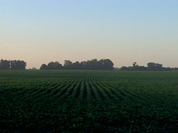 View of soy fields.  Though Argentina's is now an industrial and service economy, agriculture still earns more than half the foreign exchange.