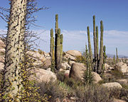 Flora of Baja California Desert, Catavi�a region, Mexico