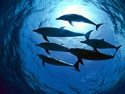 Atlantic Spotted Dolphins