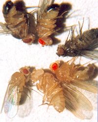 D. melanogaster types (clockwise): brown eyes with black body, cinnabar eyes, sepia eyes with ebony body, vermilion eyes, white eyes, and wild-type eyes with yellow body.