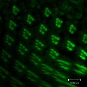 Expression of Rhodopsin1 (Rh1) in photoreceptors R1-R6