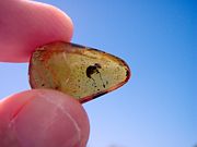 An ant trapped in Dominican amber.