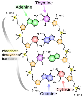 The chemical structure of DNA. Hydrogen bonds are shown as dotted lines.