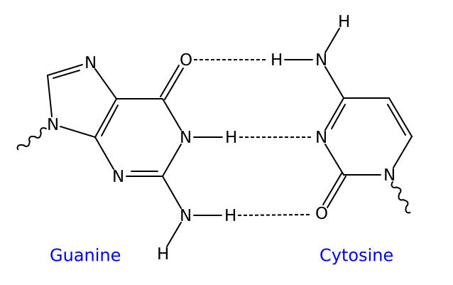 Image:GC DNA base pair.svg