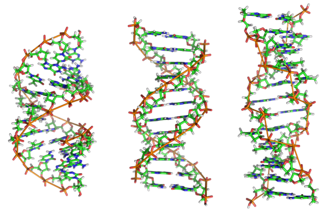 Image:A-DNA, B-DNA and Z-DNA.png