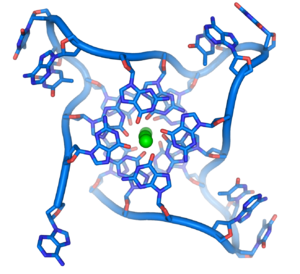 Structure of a DNA quadruplex formed by telomere repeats. The conformation of the DNA backbone diverges significantly from the typical helical structure