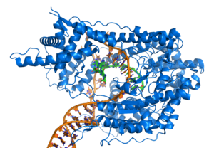 T7 RNA polymerase (blue) producing a mRNA (green) from a DNA template (orange).