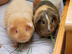 Guinea pigs