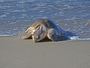 Turtles are common in many beaches of Nicaragua when on a yearly basis they collectively arrive at the same time on the same beach to lay their eggs. They are protected by the Nicaraguan government in National Parks