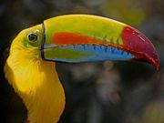 Toucan is a common bird in Nicaragua�s Rainforests