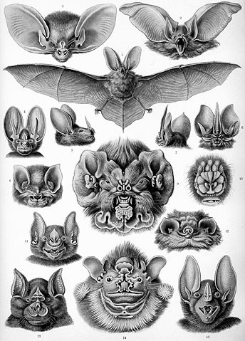 Image:Haeckel Chiroptera.jpg