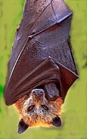 Giant golden-crowned flying fox, Acerodon jubatus