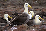 Waved Albatrosses on Espa�ola