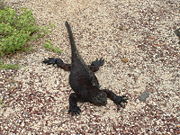 Marine Iguana