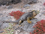 The Gal�pagos land iguanas are among the signature animals of the Gal�pagos islands.