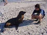 Sea lions in the Gal�pagos are somewhat tame, but very curious.