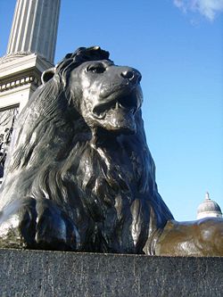 One of the four lions guarding Nelson's Column.