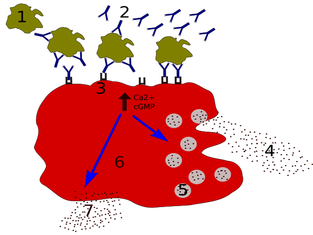 Image:Allergy degranulation processes 01.svg