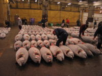 Tuna at a fish market