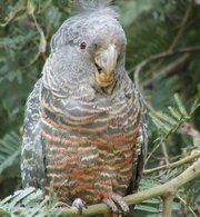 A female Gang-gang Cockatoo.