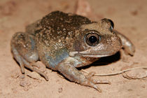 The Eastern Banjo Frog is a common frog species across eastern Australia.