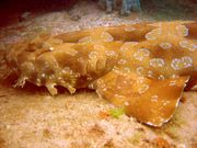 The spotted wobbegong is the largest wobbegong shark, reaching a length of 3.2�m.