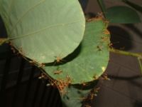 There are 1,275 described species and subspecies of ant from Australia. These green ants (Oecophylla smaragdina) are found in tropical Australia and build nests in leaves.