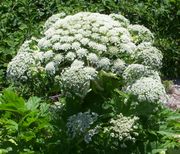 Giant Hogweed (close-up)