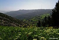 Spring in northern Jordan.