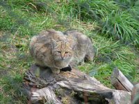 European Wildcat (Felis silvestris silvestris)