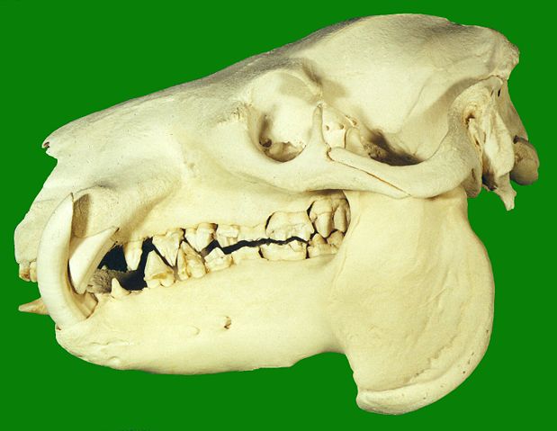 Image:Pygmy Hippopotamus Skull.jpg