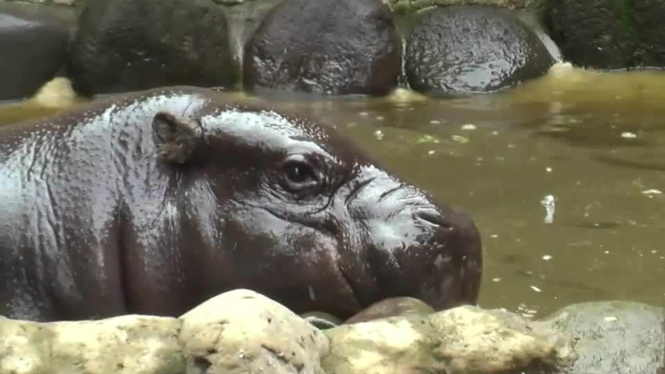 Image:Pygmyhippopotamus-uenozoo2008.ogg