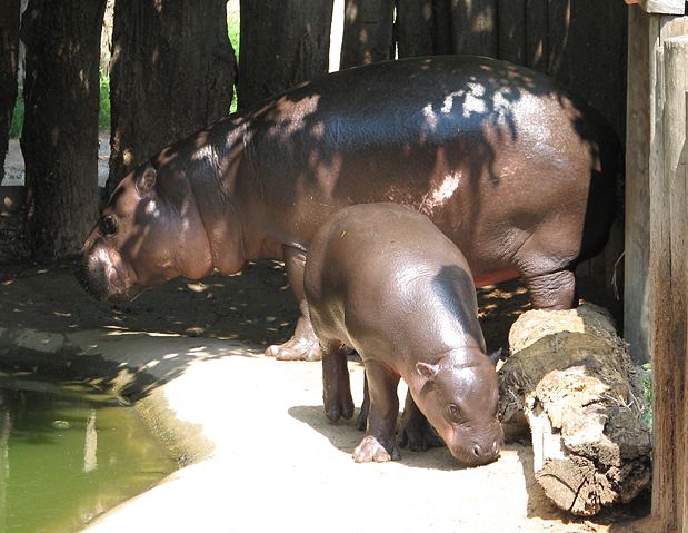 Image:Pygmy Hippopotamus with the young.jpg