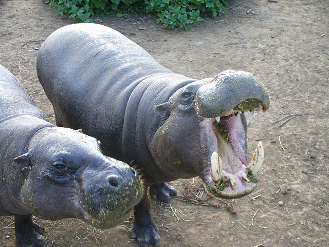 Image:Pygmy hippopotamus hungry.jpg