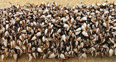 Pollicipes polymerus, the gooseneck barnacle