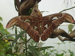 An atlas moth in Butterfly Paradise.