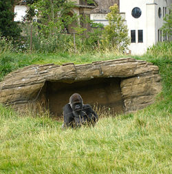 Bobby, a western lowland gorilla, on the island