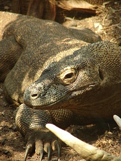 Raja, the male Komodo dragon.