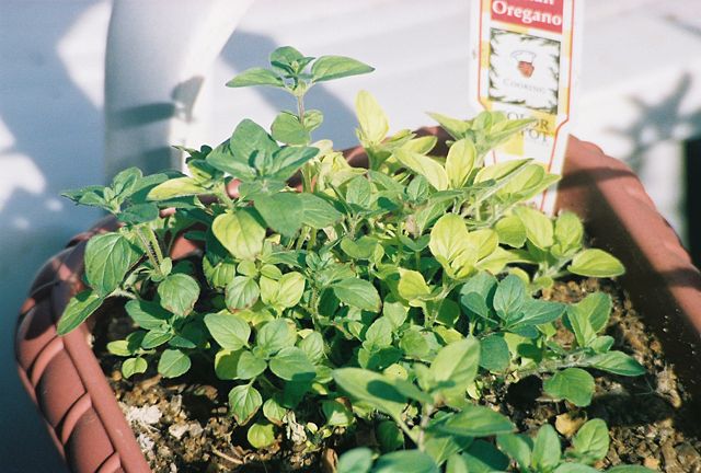 Image:Oregano in Pot.jpg