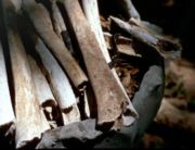 Bones of children executed at the Killing Fields