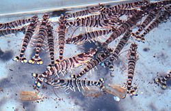 Kuruma shrimp in an aquaculture observation tank in Taiwan.