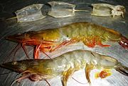 From top to bottom: pieces of the carapace of Litopenaeus vannamei; a harvested healthy L. vannamei of size�66 (17�g); a dead L. vannamei infected by the Taura syndrome virus (TSV). The color of healthy shrimp is determined by the color of the plankton, the type of soil at the pond bottom, and the additional nutrients used. The white color of the shrimp at the bottom is due to the TSV infection.