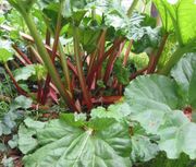 Rhubarb growing